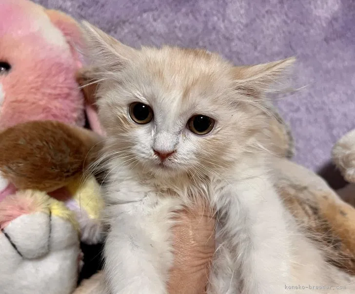 ID：2203-00256の子猫