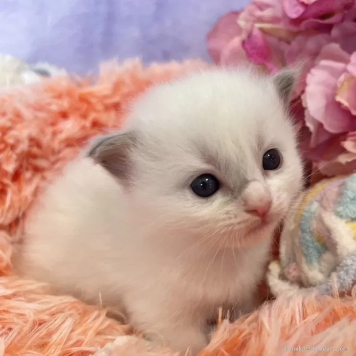 ID:2401-00792の子猫