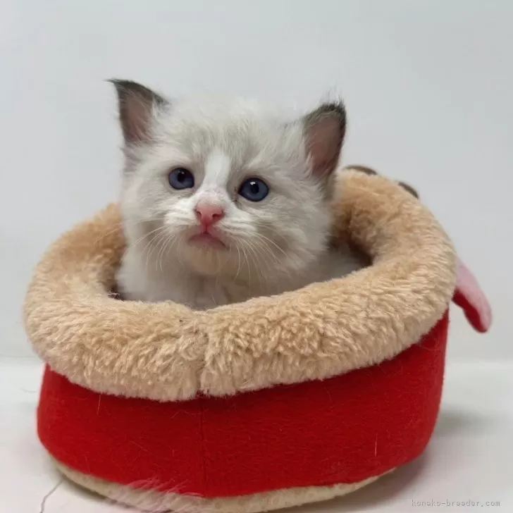 ID：2407-03338の子猫