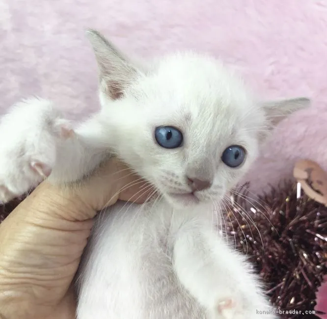 ID:1909-01325の子猫