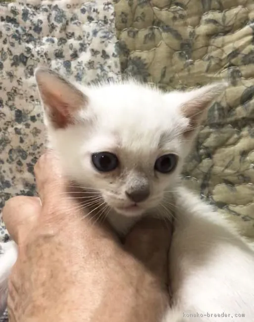 勝村　航治 様のお迎えした子猫