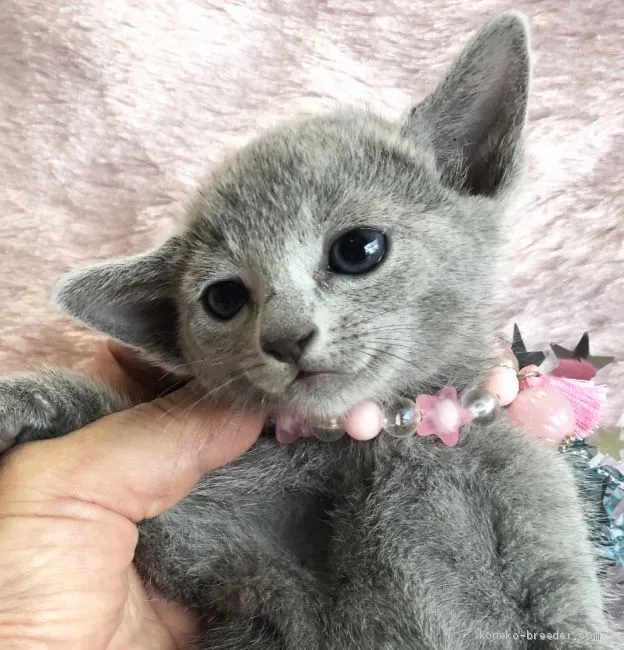 Y 様のお迎えした子猫