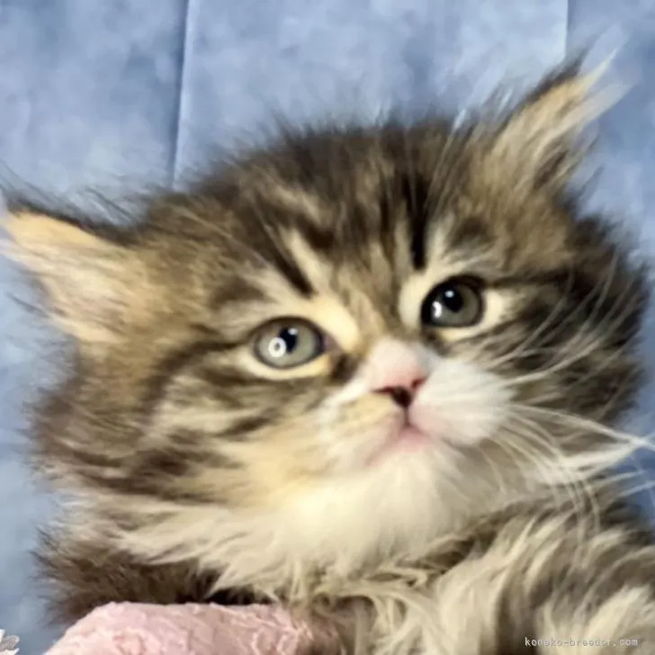 ID：2302-02153の子猫