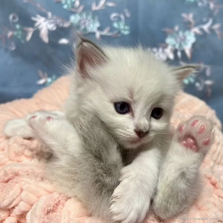 ID:2405-00739の子猫