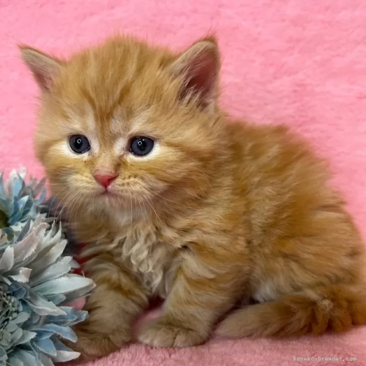 ID:2412-01534の子猫