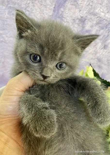 ID:2004-01089の子猫