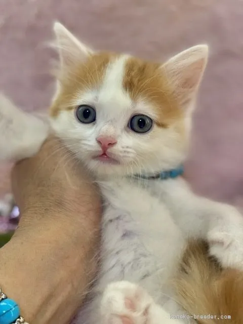ゆう 様のお迎えした子猫
