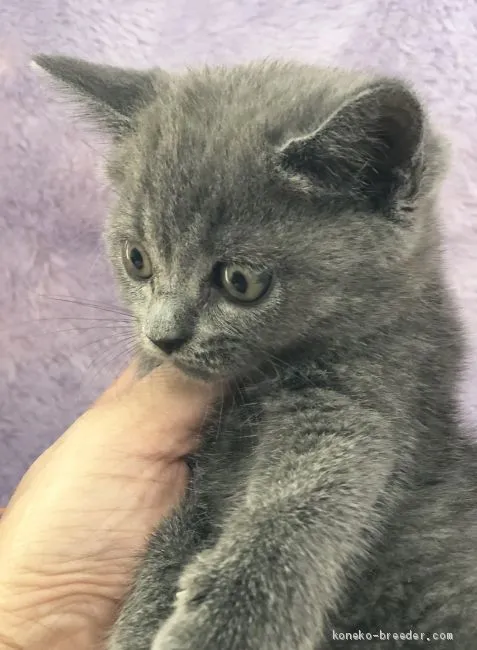 ID：1905-02176の子猫