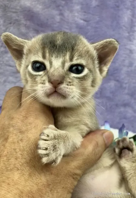 ID：1807-01491の子猫