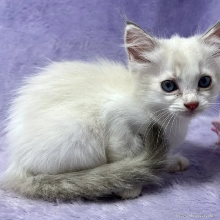 ID：2308-01344の子猫