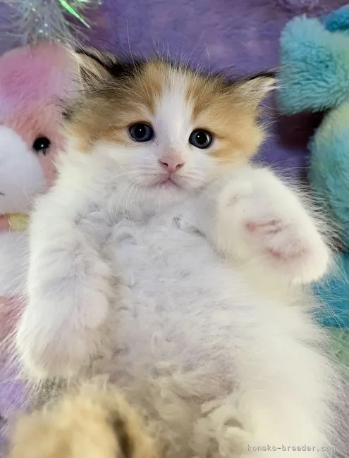 ID：2107-00195の子猫