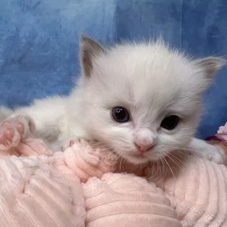 ID:2405-00031の子猫
