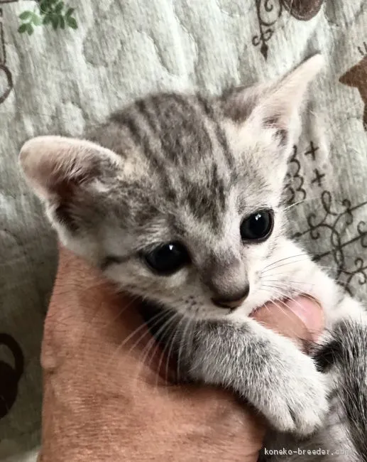 S.I 様のお迎えした子猫