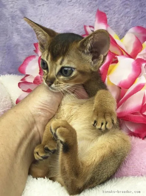 ID：1808-01002の子猫