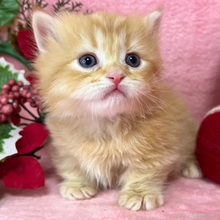 ID：2412-00681の子猫