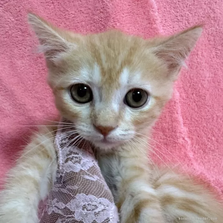 ID：2408-01810の子猫