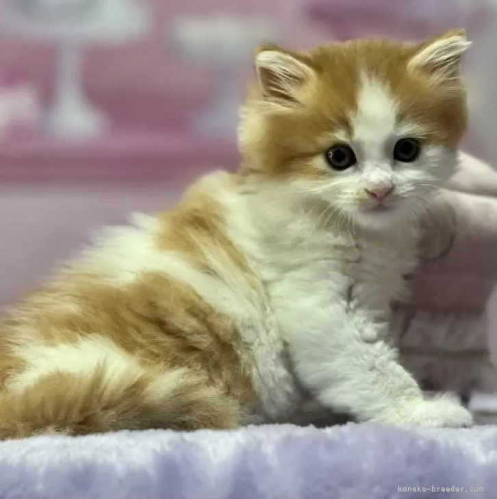 ID：2302-00230の子猫