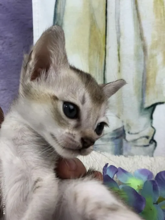 ID:1809-00040の子猫