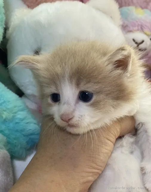 ID:2007-01008の子猫
