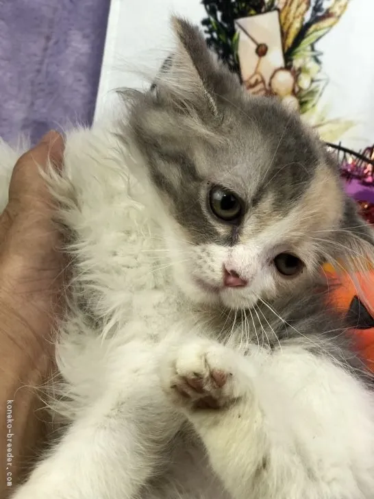ID:1809-00518の子猫