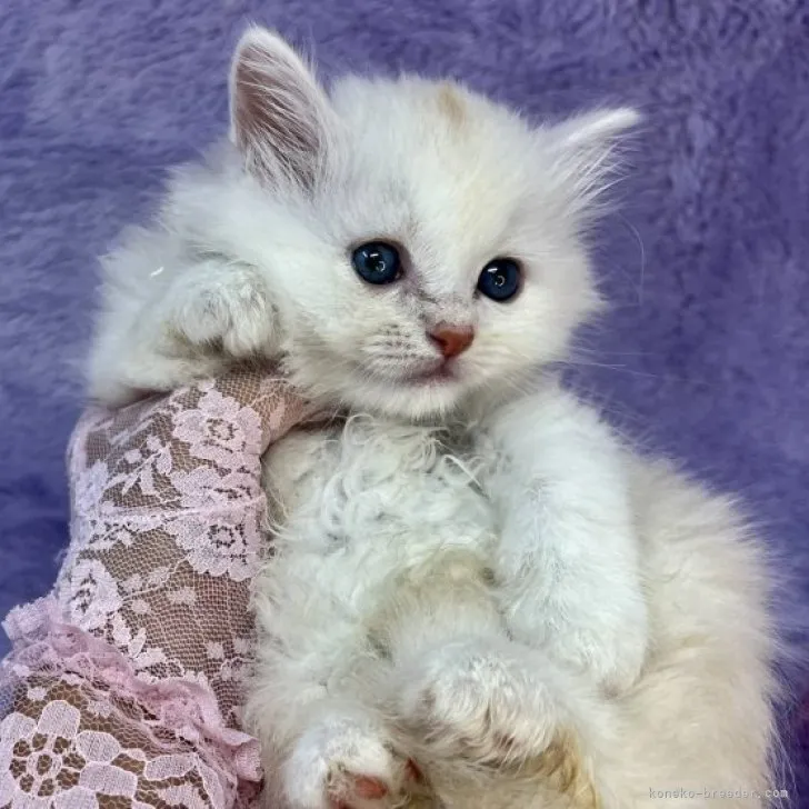 ID：2307-00167の子猫