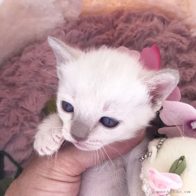 ID:1812-01310の子猫