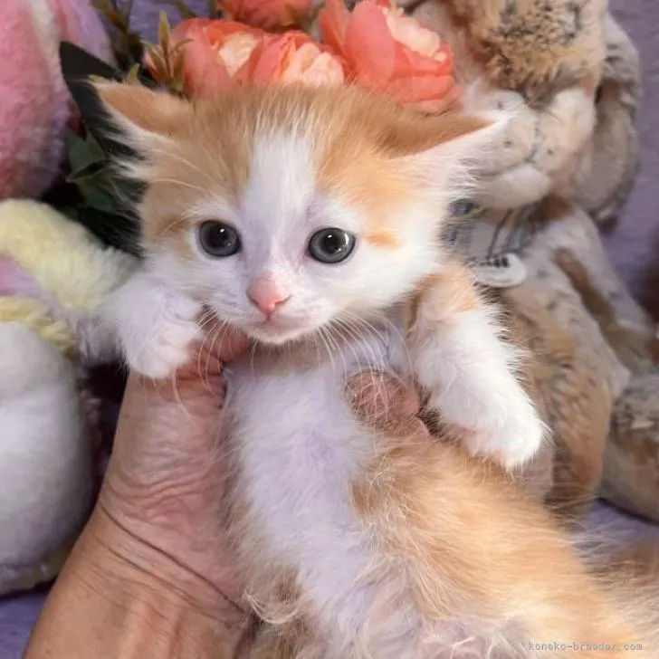 ID：2210-02705の子猫