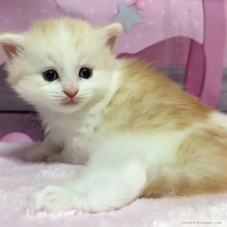 ID:2311-01186の子猫