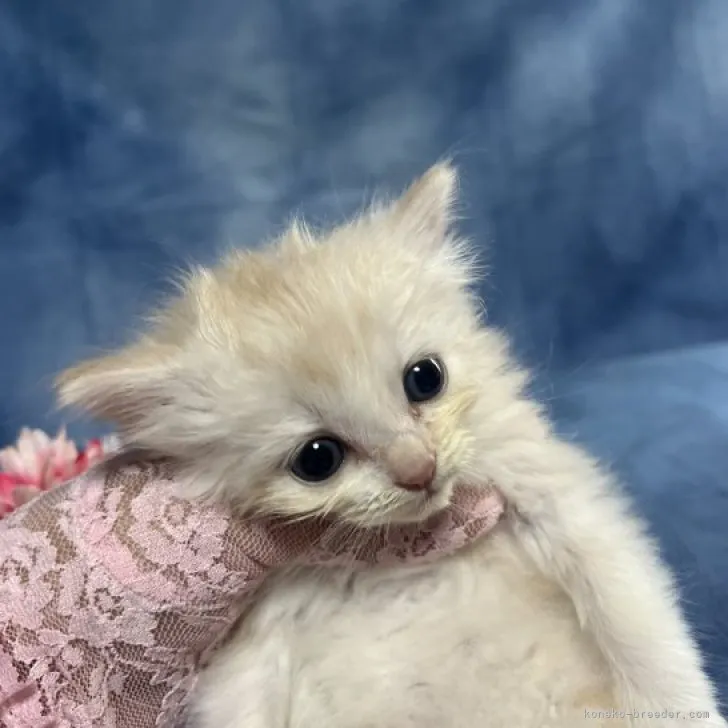 ID：2305-00437の子猫
