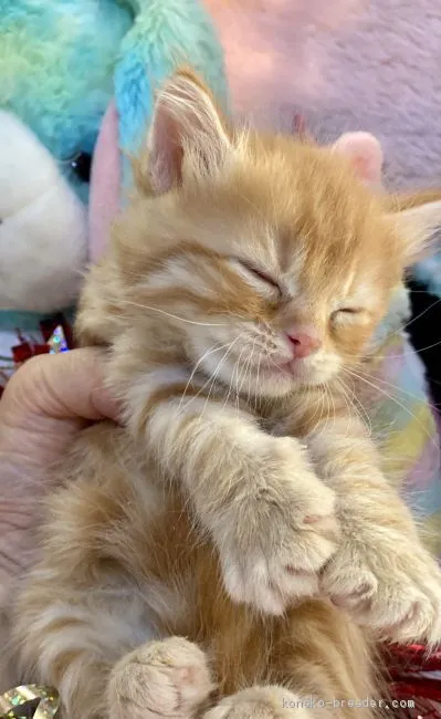 ID：2011-01047の子猫