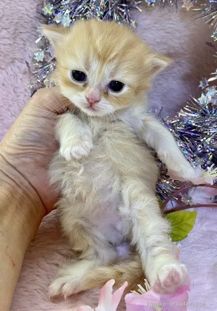 コウ 様のお迎えした子猫