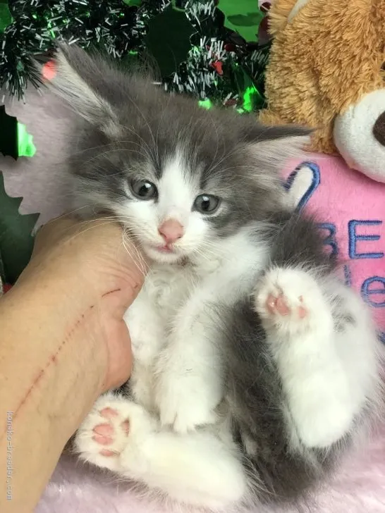 ID:1811-00950の子猫