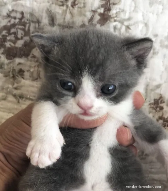 タカ 様のお迎えした子猫