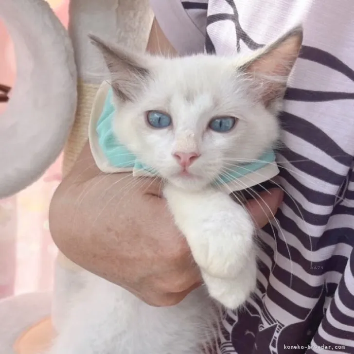 ID：2307-03383の子猫