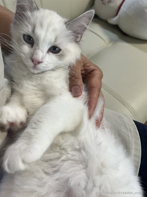 ラグドール【・女の子・2024年1月28日・ブルーポイントバイカラー】