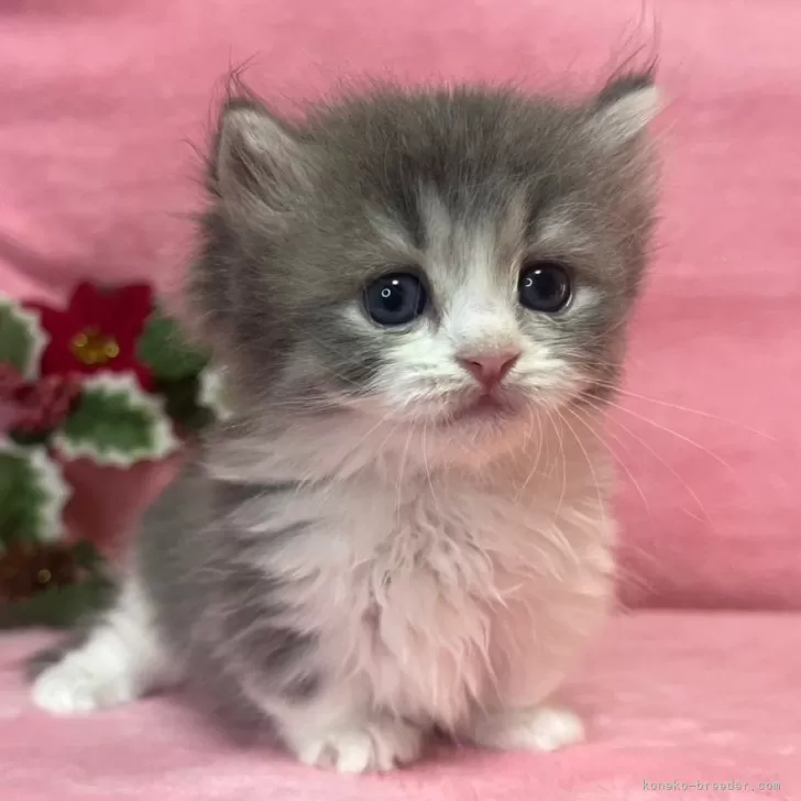 ID：2411-02742の子猫