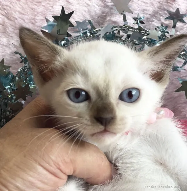 ID:1908-00522の子猫