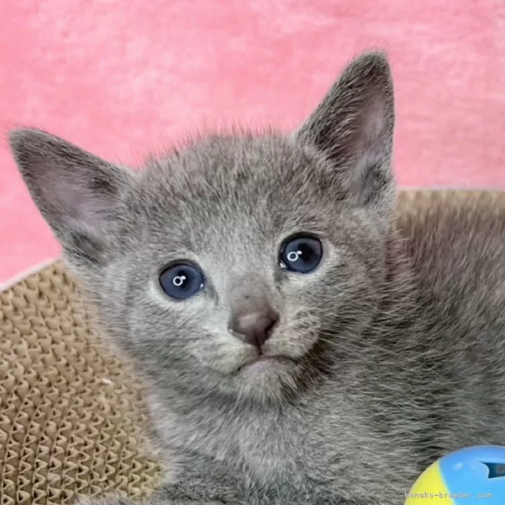 ID:2410-01506の子猫