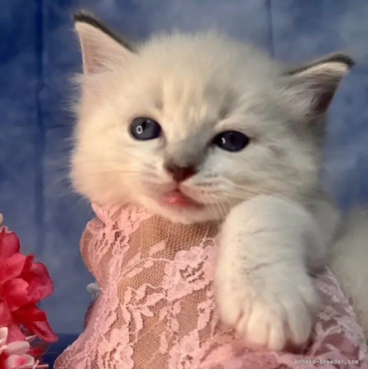 ID：2303-01289の子猫