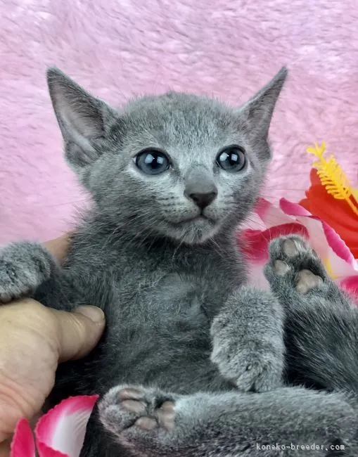 ID:1810-01304の子猫