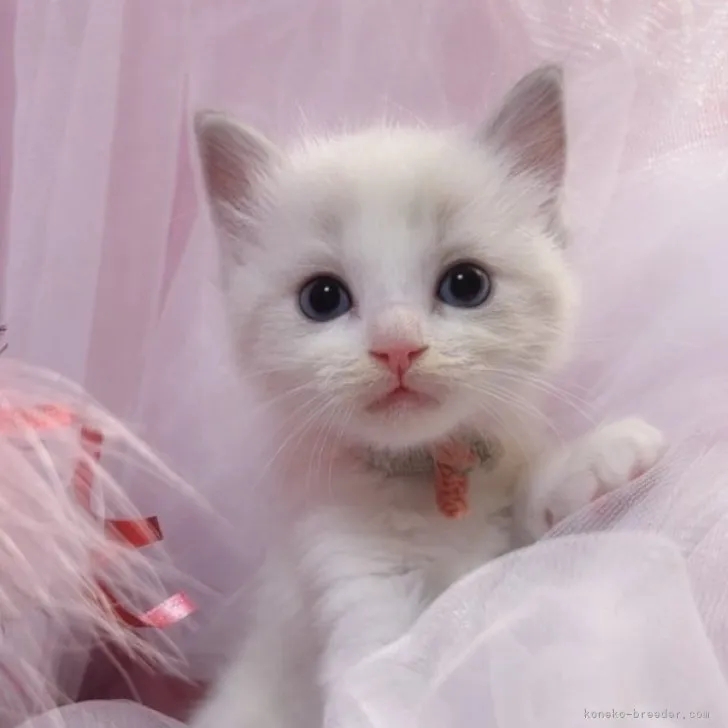 ID：2310-01670の子猫