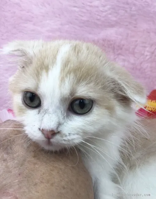 ID:1810-01312の子猫