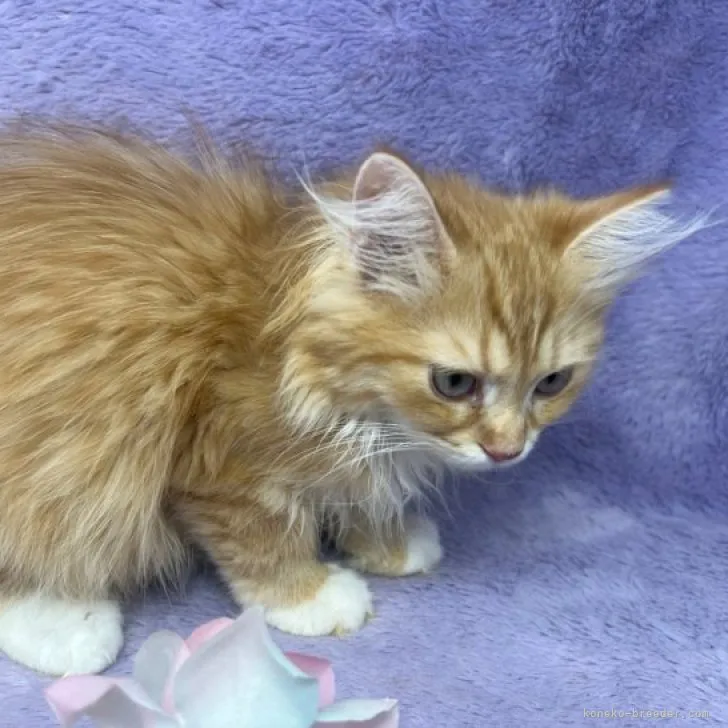 ID：2305-02516の子猫