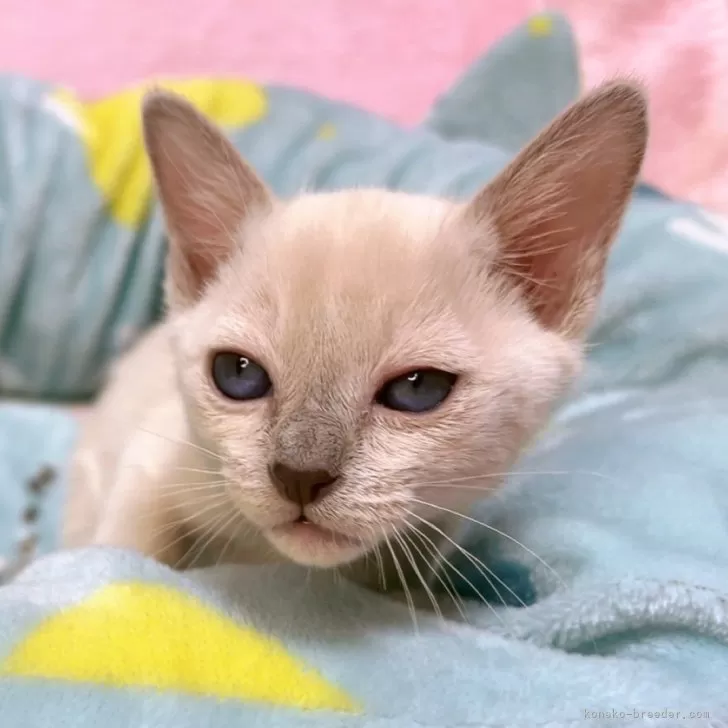 ID:2401-00954の子猫