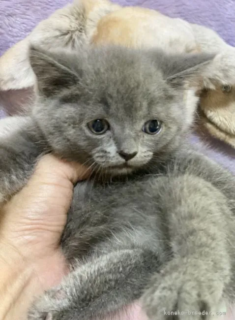 ID：2108-00917の子猫