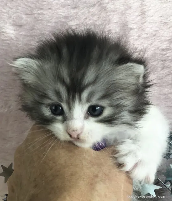 ID:1909-00406の子猫