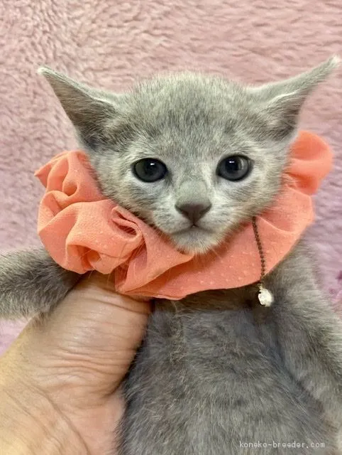 もーん 様のお迎えした子猫
