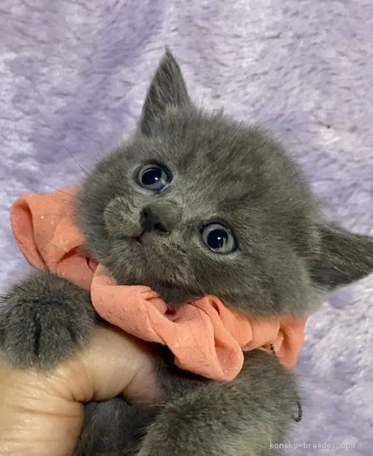 ID：2005-00359の子猫