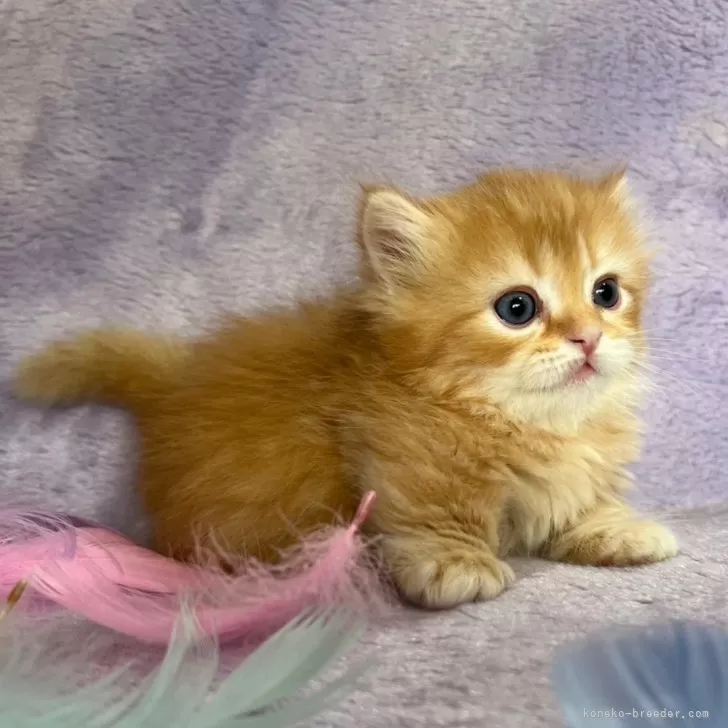 ID:2405-02595の子猫