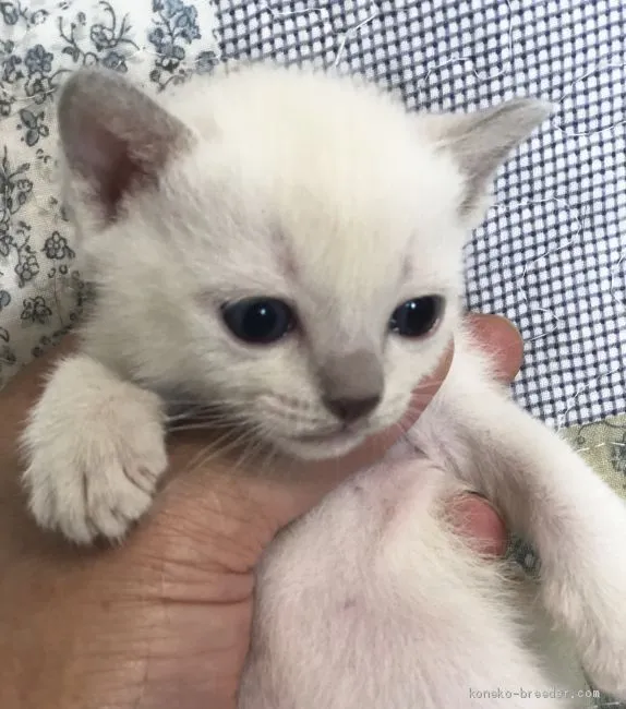 aki723 様のお迎えした子猫